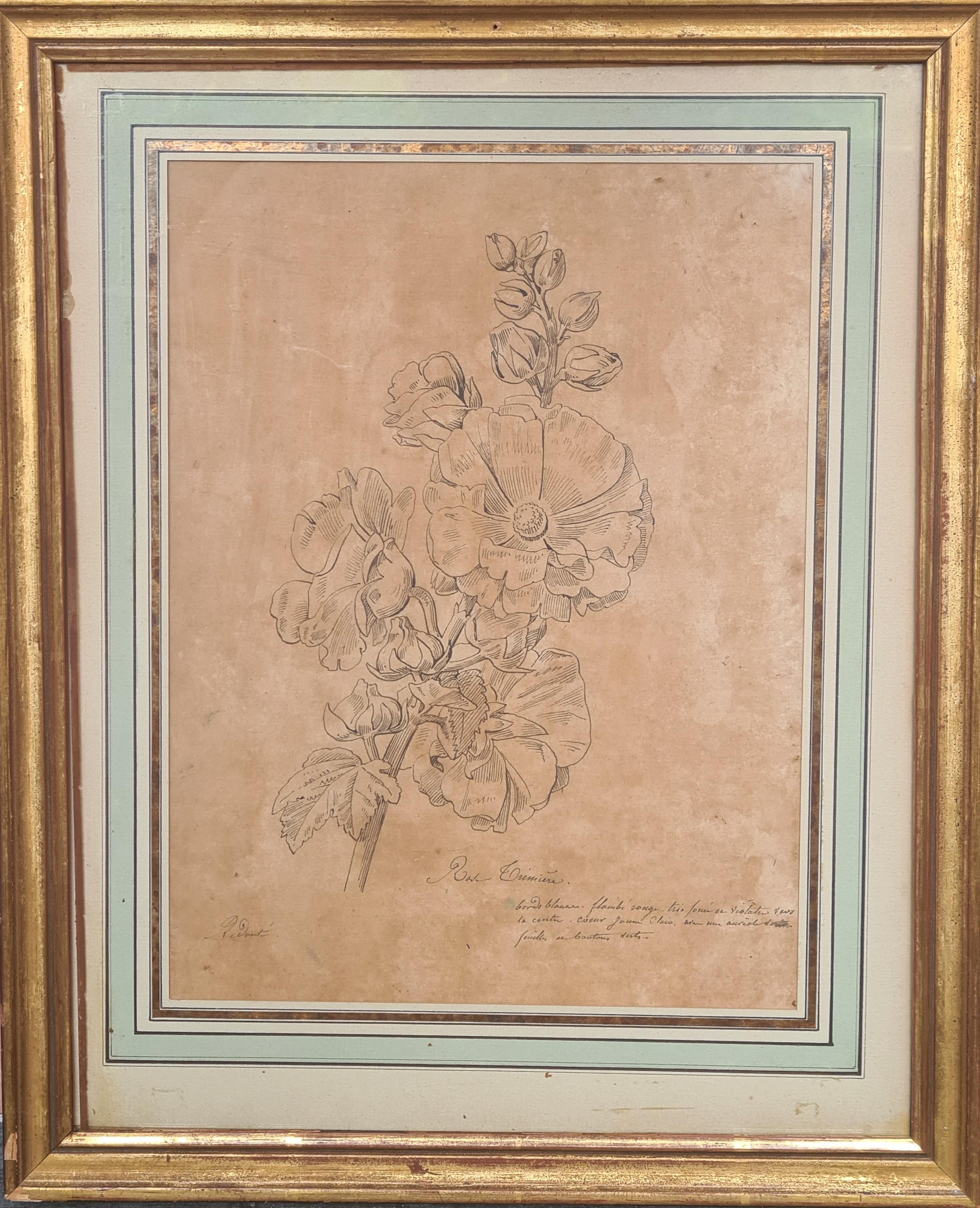 Illustrazione botanica della fine del XVIII secolo di una rosa di Henri-Joseph Redouté. Il disegno è firmato in basso a sinistra e intitolato e annotato in basso a destra. Presentato in una raffinata cornice in foglia d'oro con un supporto in lamina