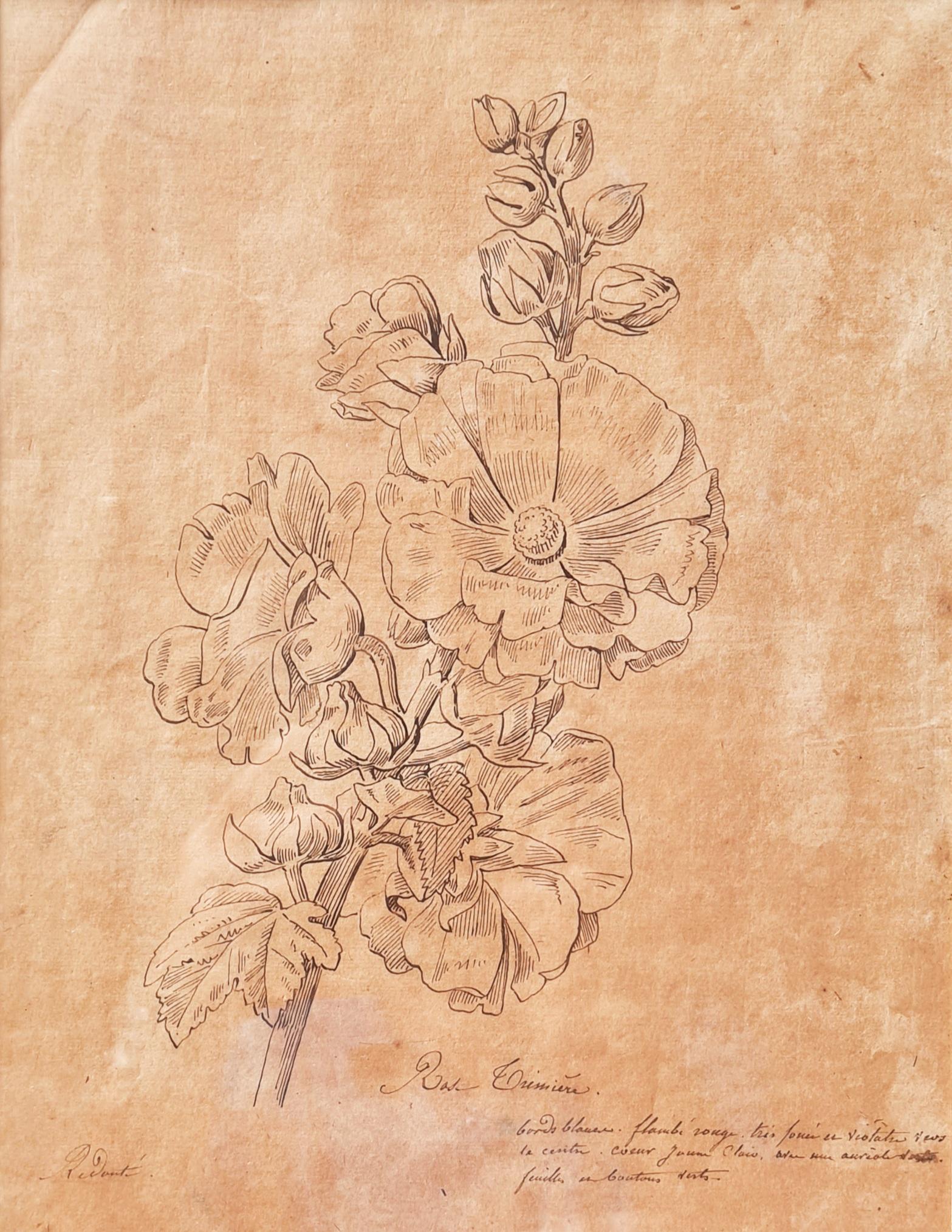 Illustrazione botanica francese del XVIII secolo, La Rose Trémière 10