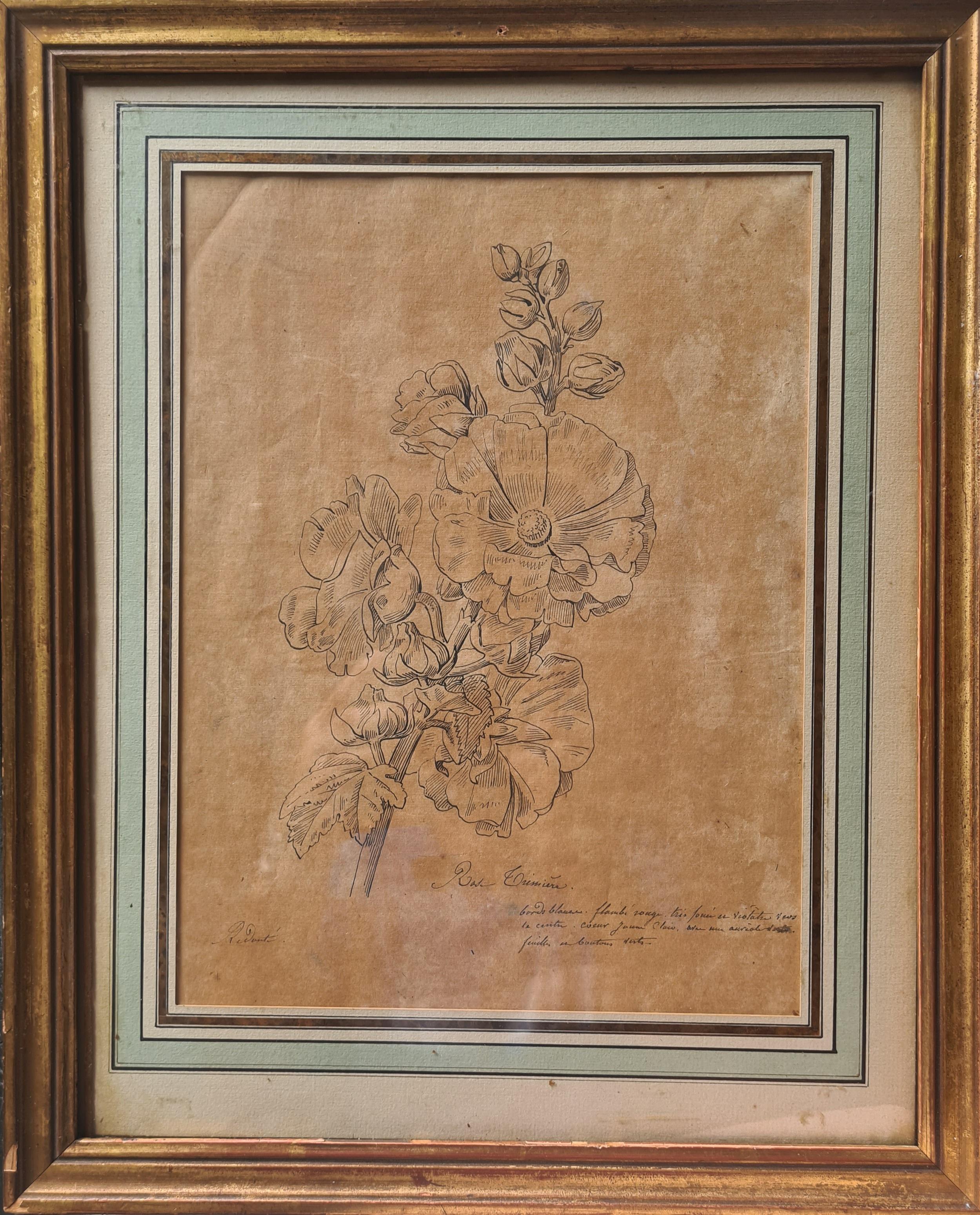 Illustrazione botanica francese del XVIII secolo, La Rose Trémière 9