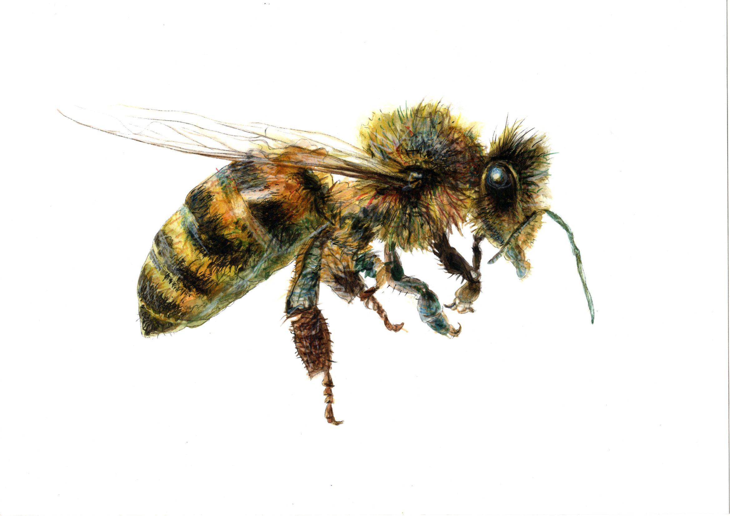 Juris Utans Animal Art – Die Biene von der Seite. Papier, Mischtechnik, 21x30 cm, Papier