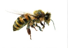Die Biene von der Seite. Papier, Mischtechnik, 21x30 cm, Papier