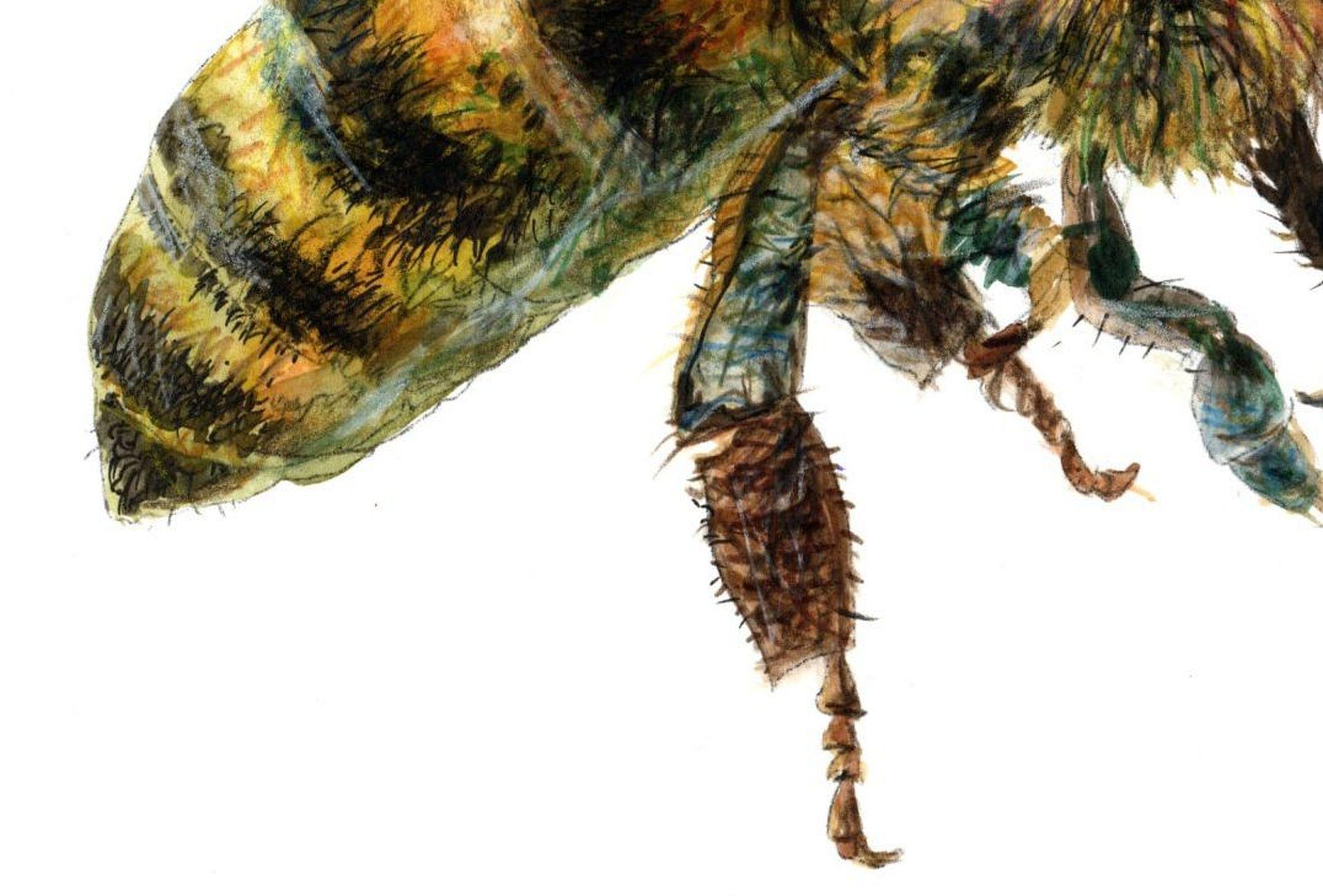 Die Biene von der Seite. Papier, Mischtechnik, 21x30 cm, Papier (Realismus), Art, von Juris Utans