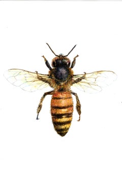 Die Biene von oben. Papier, Mischtechnik, 30x21 cm, Papier