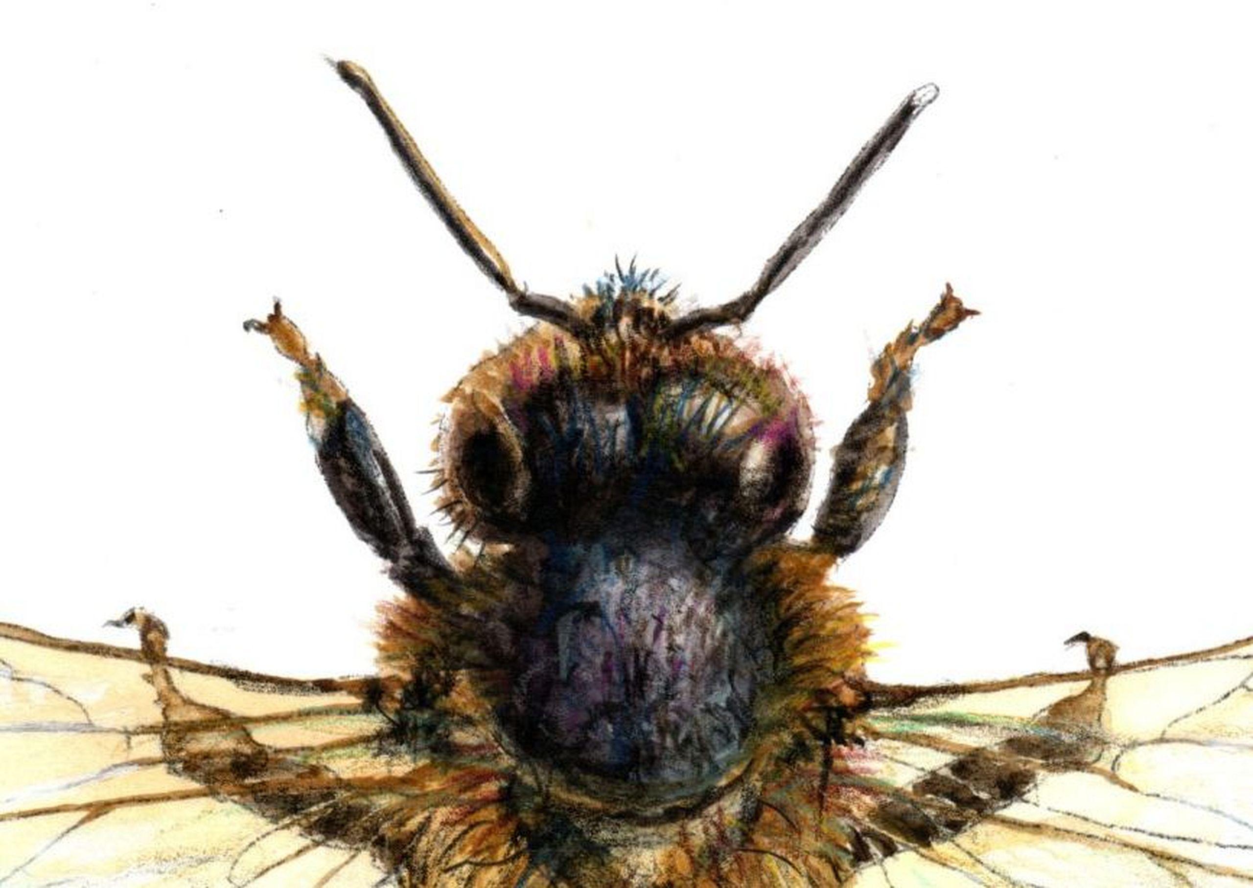 Bee from the top. Paper, mixed media, 30x21 cm - Beige Animal Art by Juris Utans