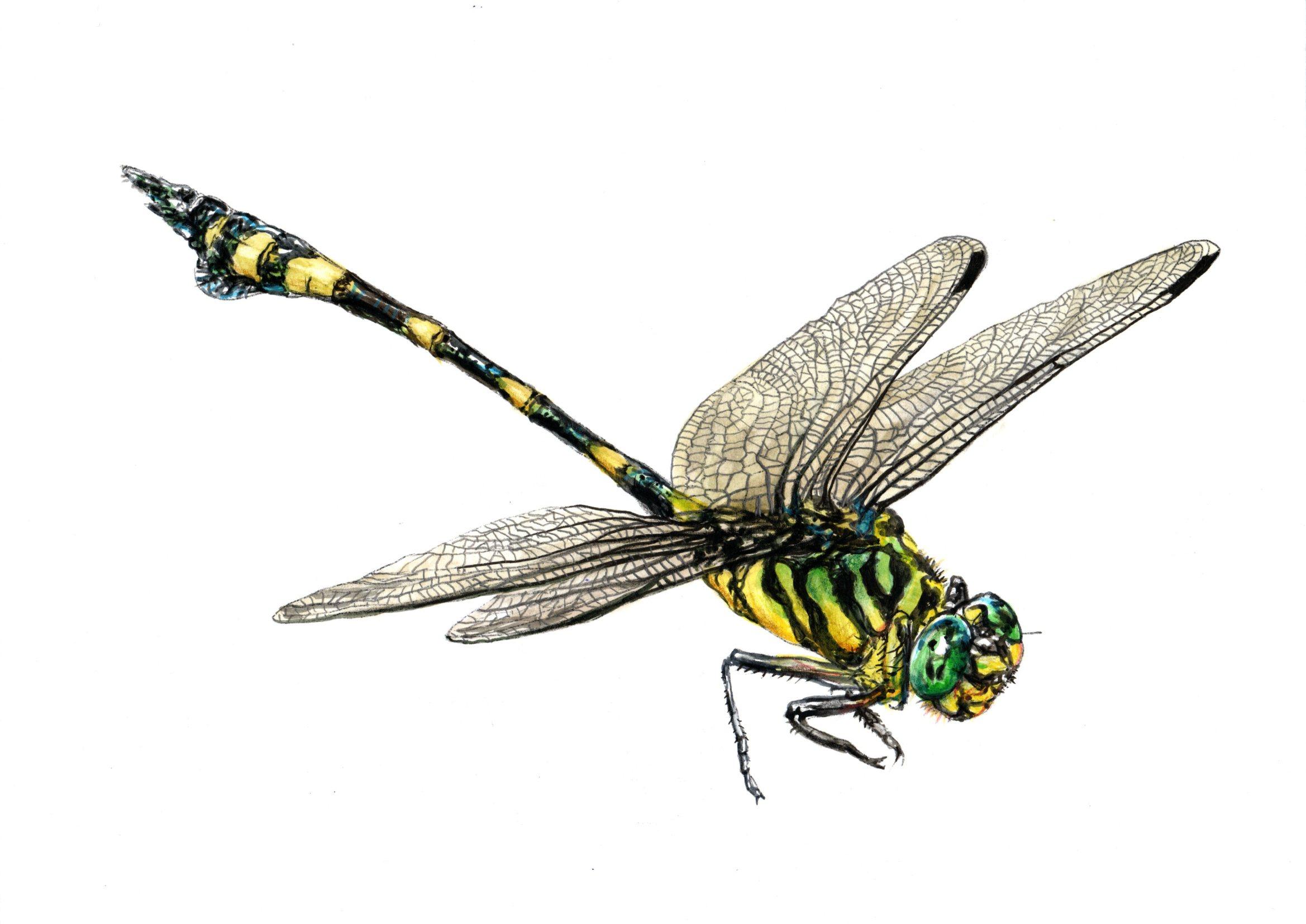 Big dragonfly. Paper, mixed media, 21x30 cm