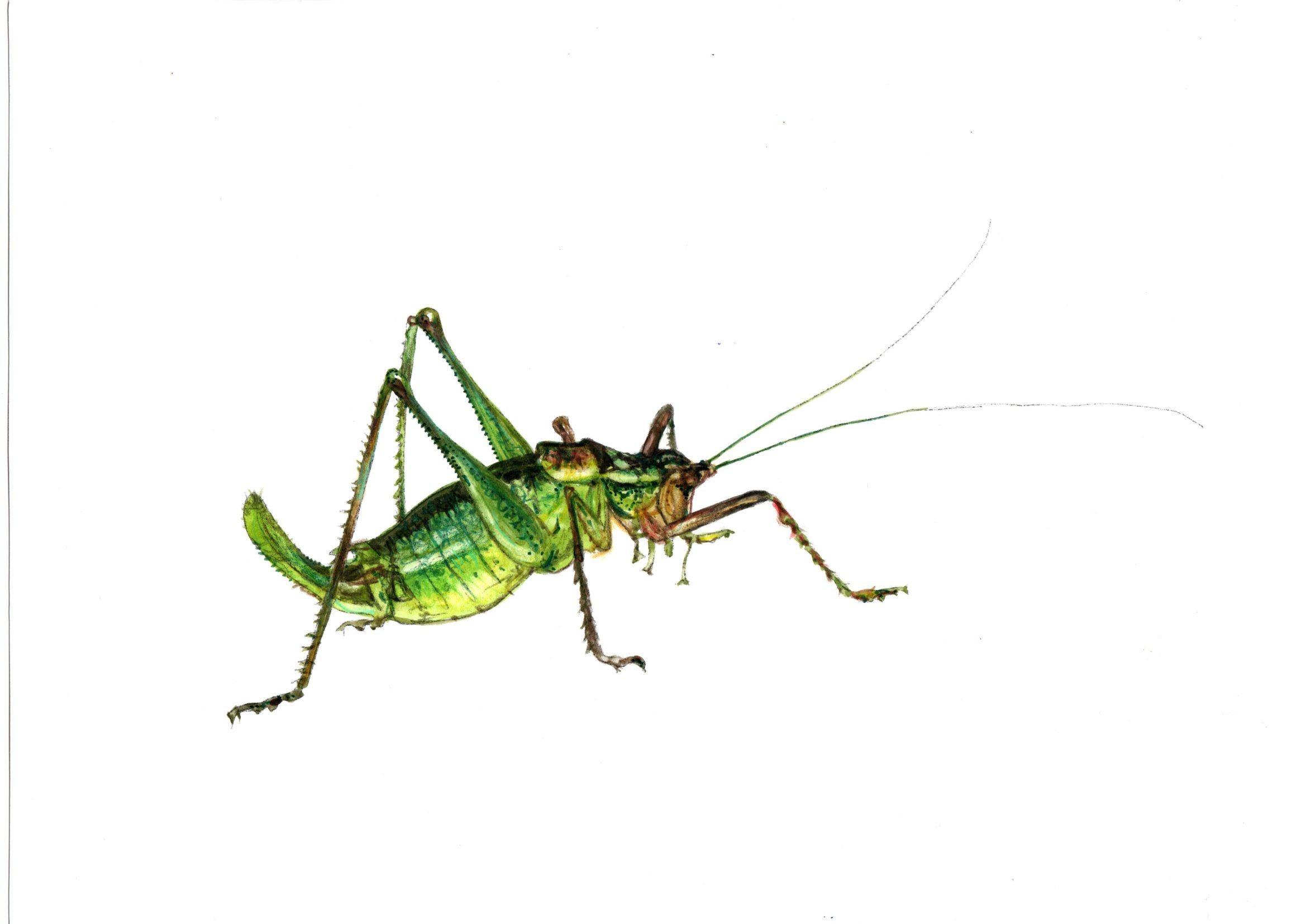 Juris Utans Animal Painting - Grasshopper. Paper, mixed media, 21x30 cm