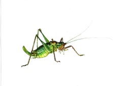Grasshopper. Paper, mixed media, 21x30 cm