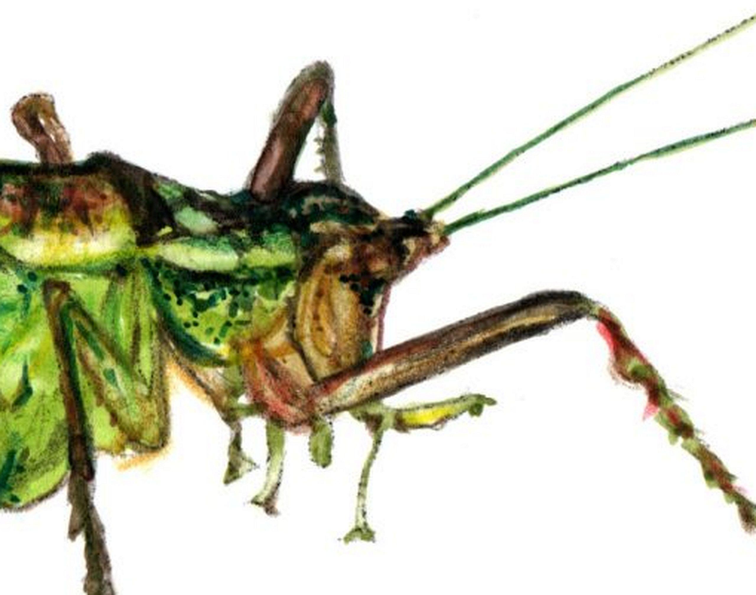 Grasshopper. Paper, mixed media, 21x30 cm - Painting by Juris Utans