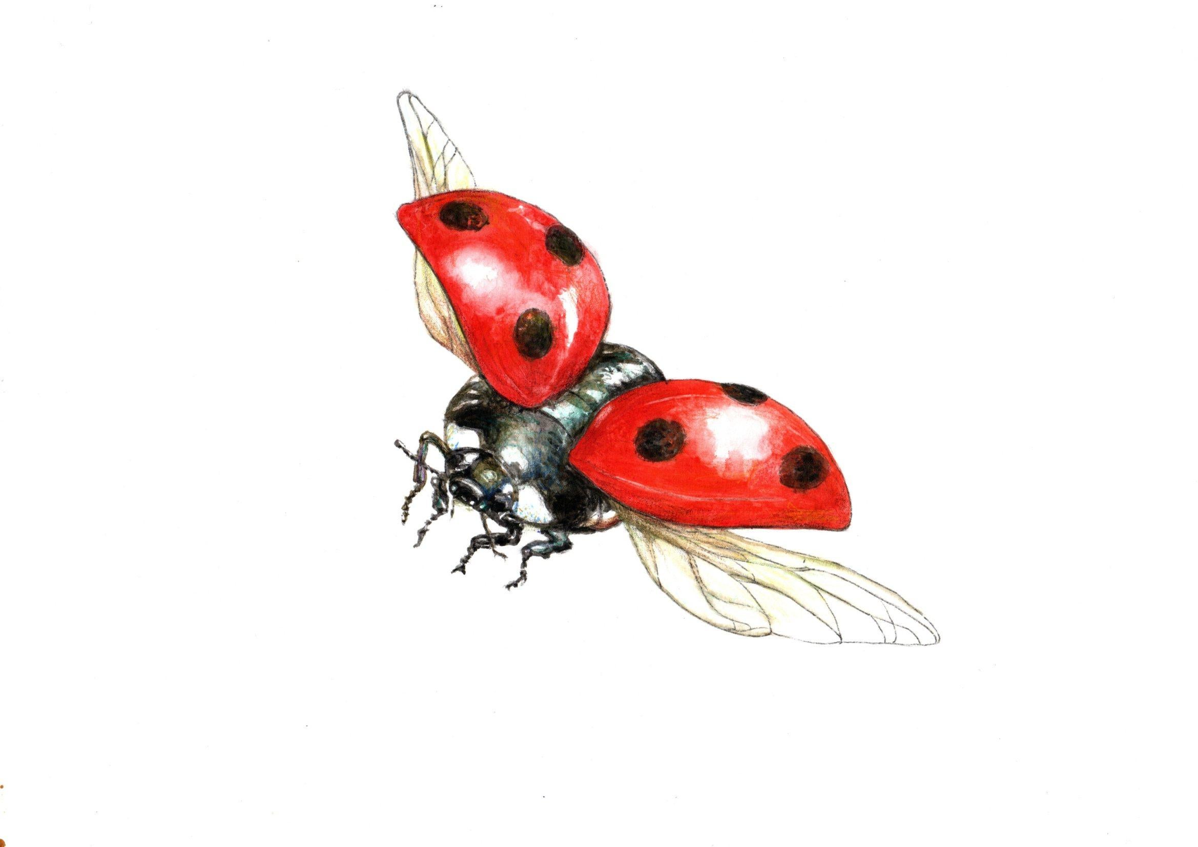 Juris Utans Animal Art - Flying ladybug. Paper, mixed media, 21x30 cm