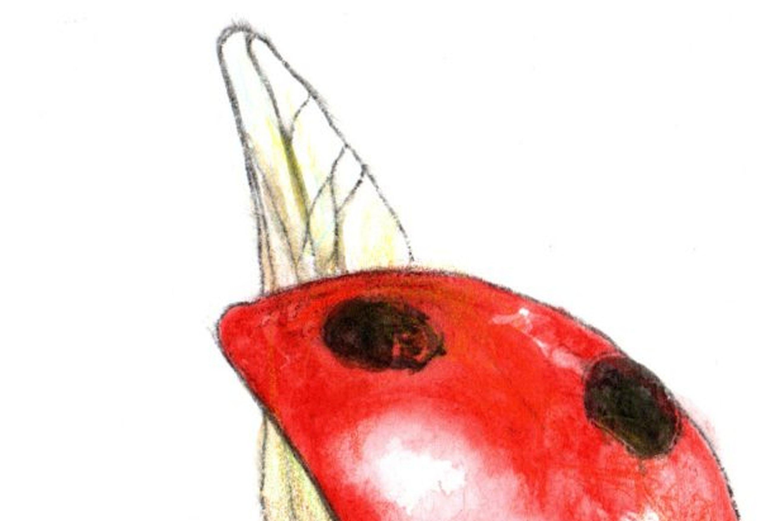 Flying ladybug. Paper, mixed media, 21x30 cm - Realist Art by Juris Utans