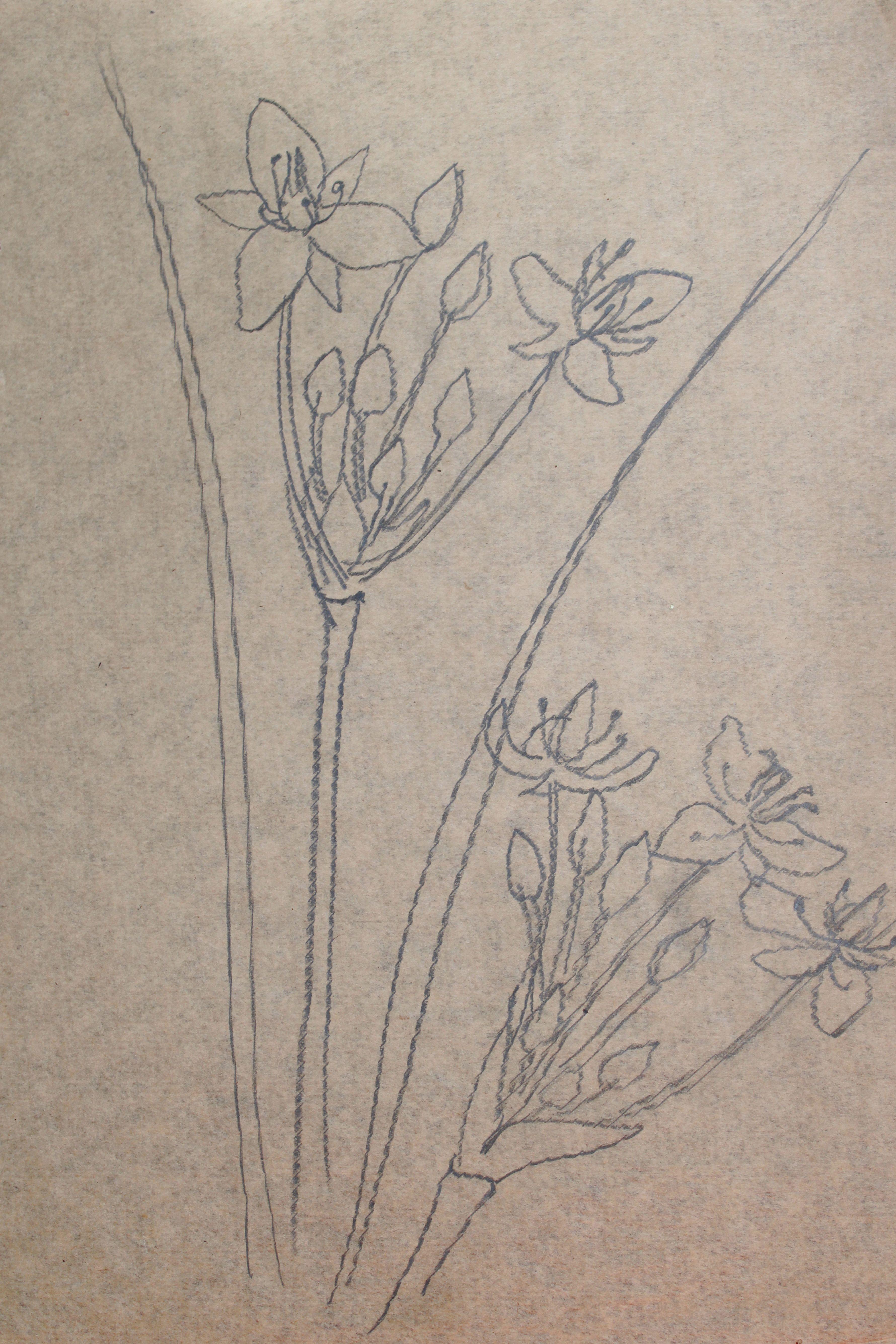 Flowers study. Paper, pastel 30x20 cm