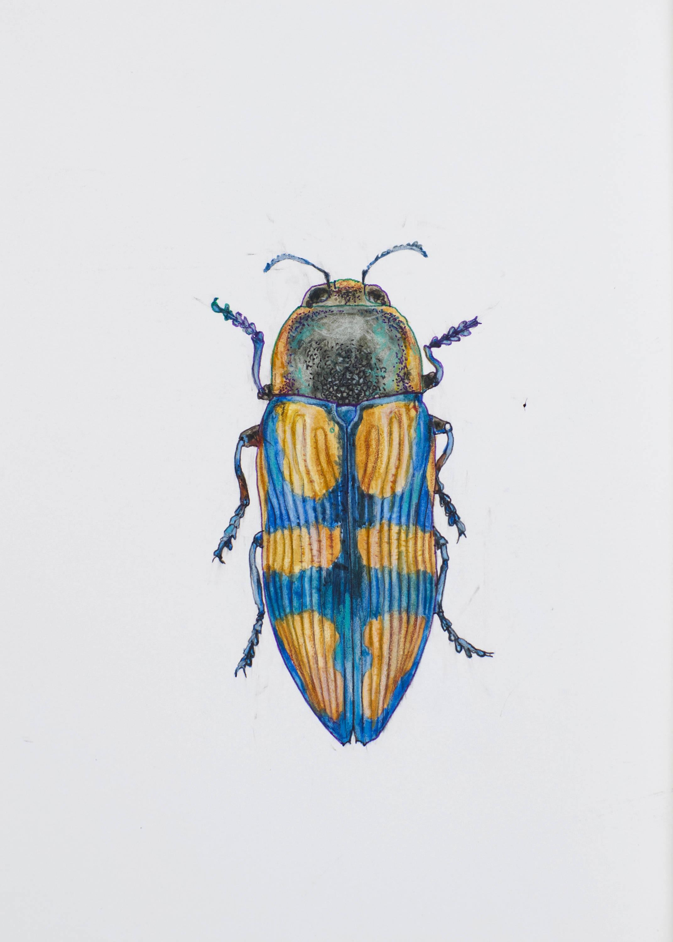 Ocher-blue peace beetle. 2021. Paper, mixed media. 21x30 cm.