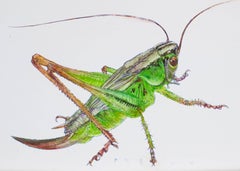 „Bright Green Grasshopper IV“. 2021. Papier, Mischtechnik. 21 × 30 cm.