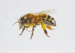 Bee at Rest III. 2021. Paper, mixed media. 21x30 cm.