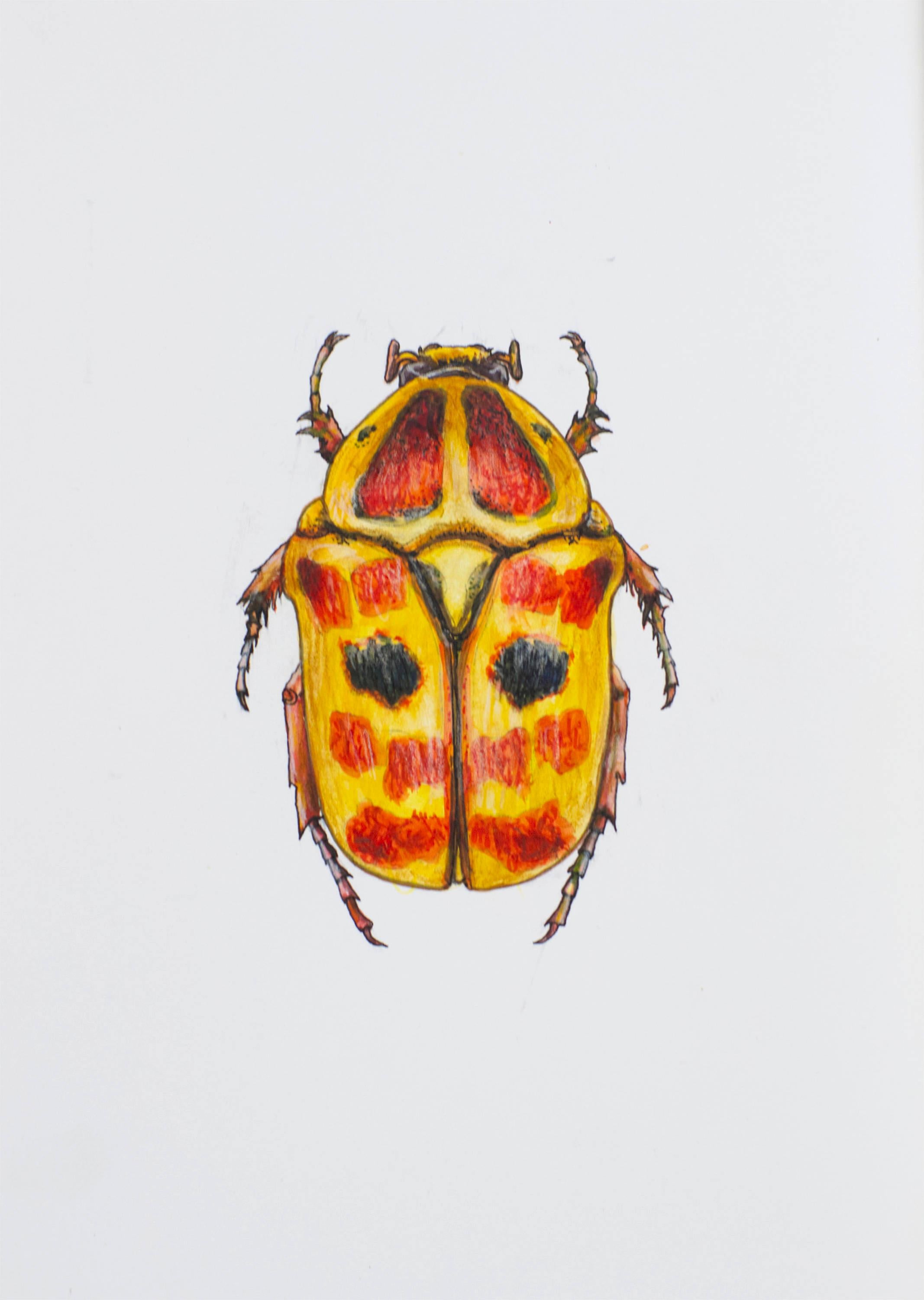 Reddish Yellow Beetle. 2021. Paper, mixed media. 21x30 cm.