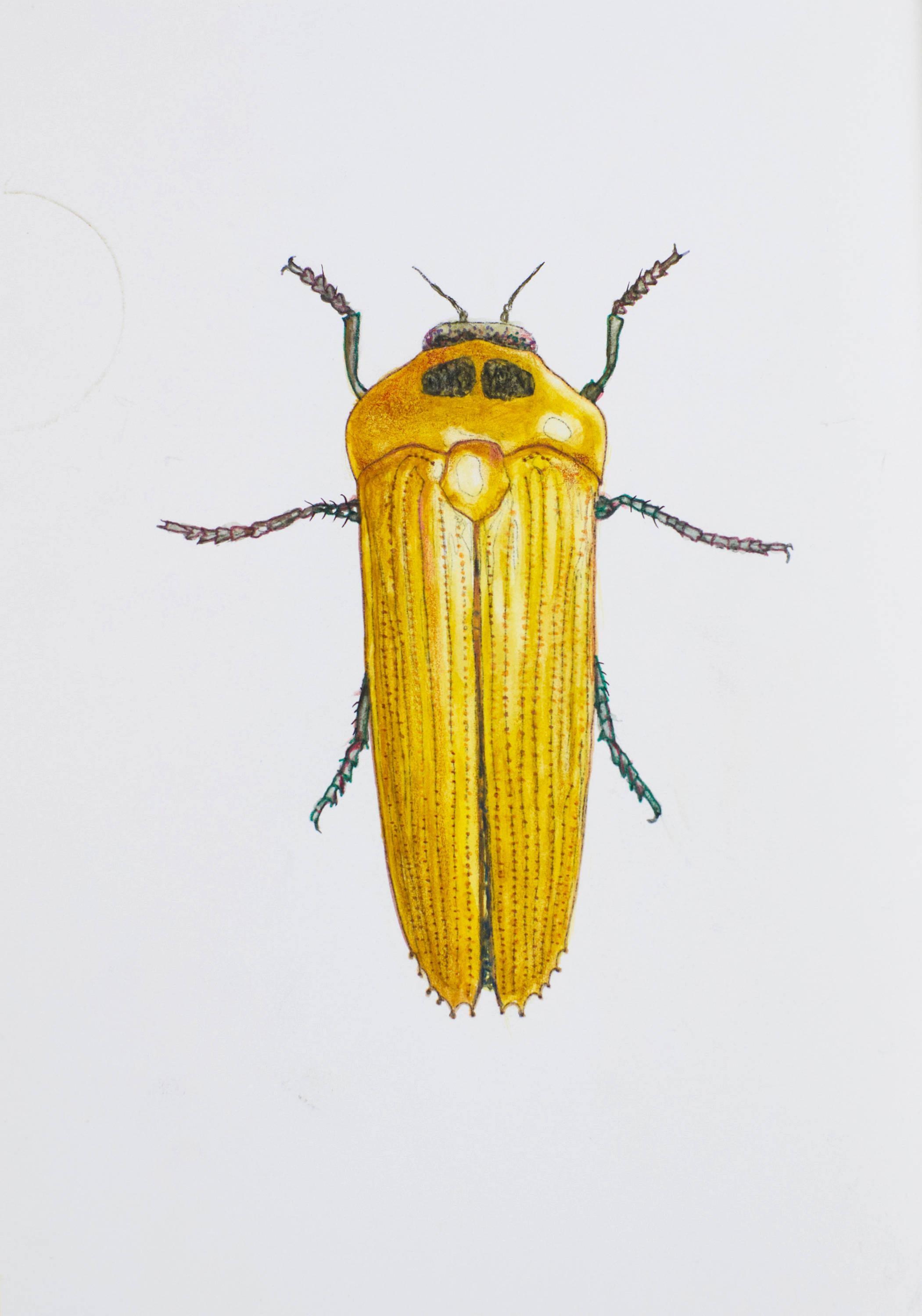 Juris Utans Animal Art - Indian Beetle. 2021. Paper, mixed media. 21x30 cm.
