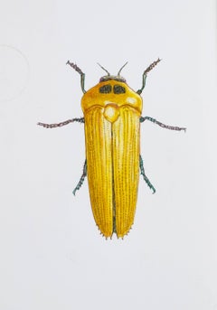 Indian Beetle. 2021. Paper, mixed media. 21x30 cm.