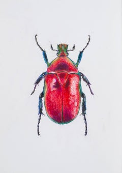 Coleottero rosa-lilla. 2021. Carta, tecnica mista. 21x30 cm.