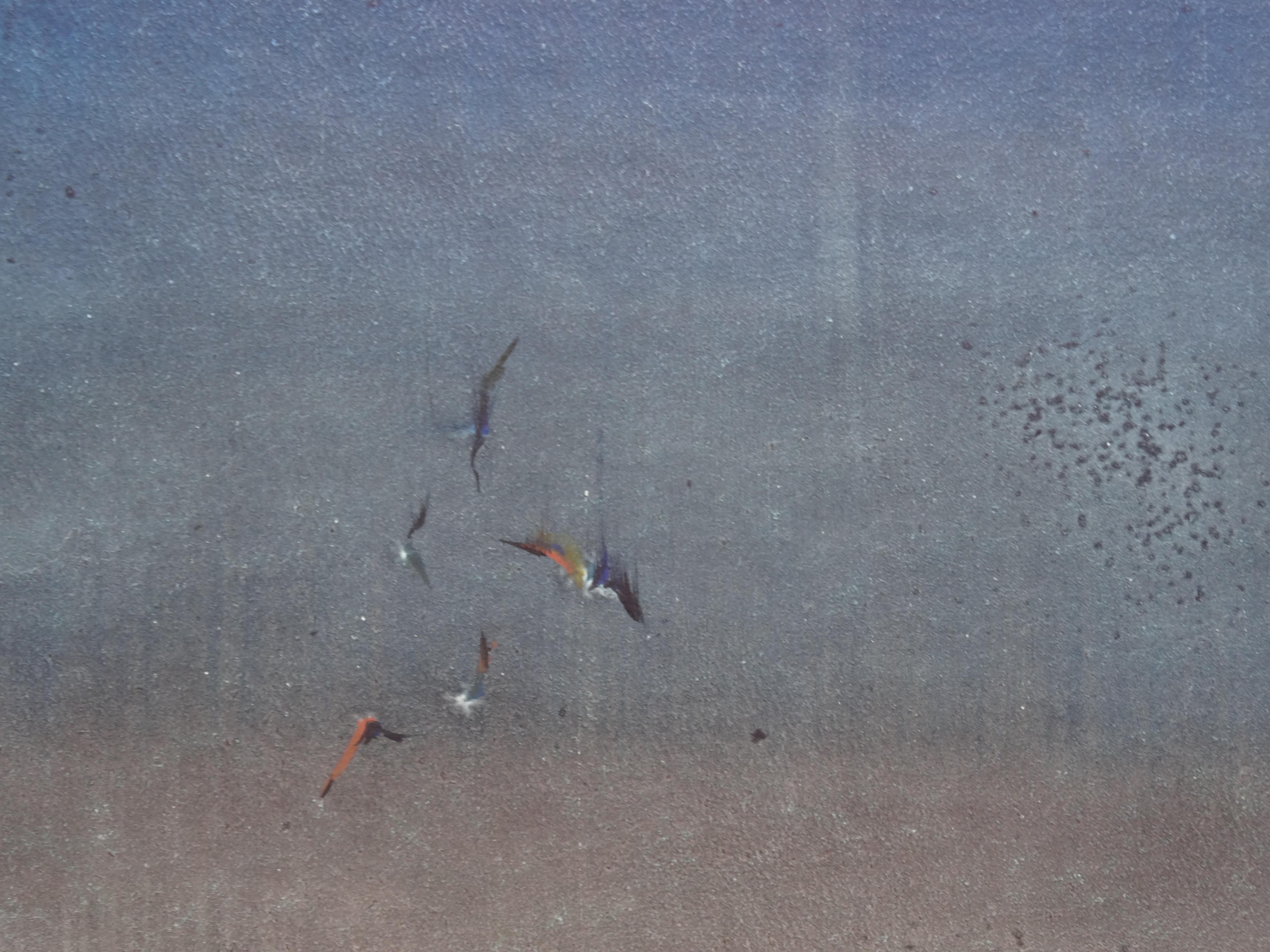 Vogele. 2020. Aquarell, Papier, 66 x 96 cm (Grau), Figurative Painting, von Zigmunds Snore 