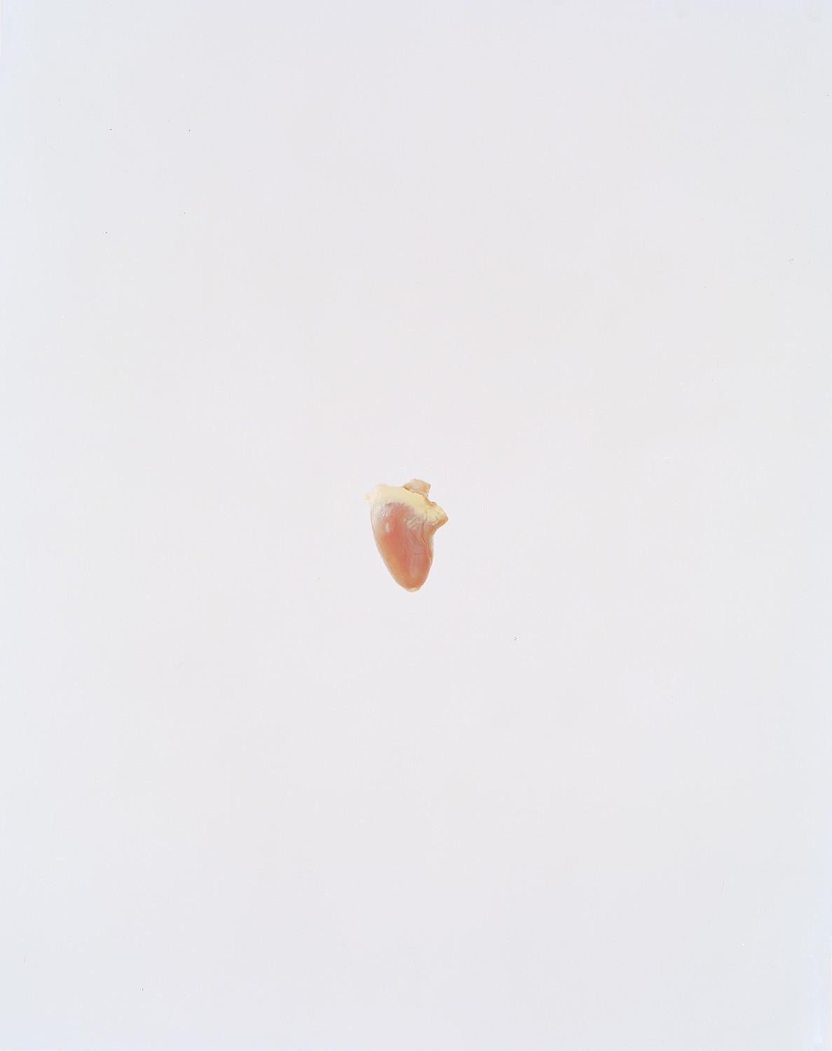 Ward documented the complexity and beauty of hearts through various species. Conceptually this untitled series shines a light on diversity, individuality, mortality, and relationships while alluding to his personal relationship with heart failure.