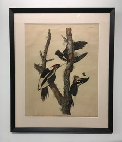 'Ivory Billed Woodpecker, ' John James Audubon, Hand colored Lithograph on Paper