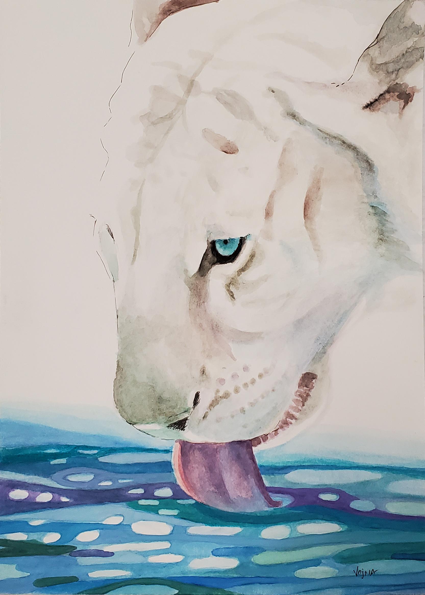 'White Tiger,' by Vojna Bastovanovic Casteel, is a framed Watercolor on Paper painting from 2021. The work on paper features an image of a white tiger drinking from a pool of water. The tiger is rendered in cool tones of mostly grays and blues. The