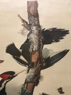 'Ivory Billed Woodpecker, ' John James Audubon, Hand colored Lithograph on Paper