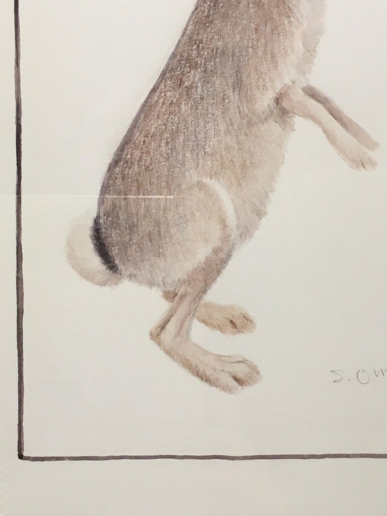 Sheridan Oman 'Desert Cottontail,' by Sheridan Oman, Colored Pencil on Paper Drawing For Sale