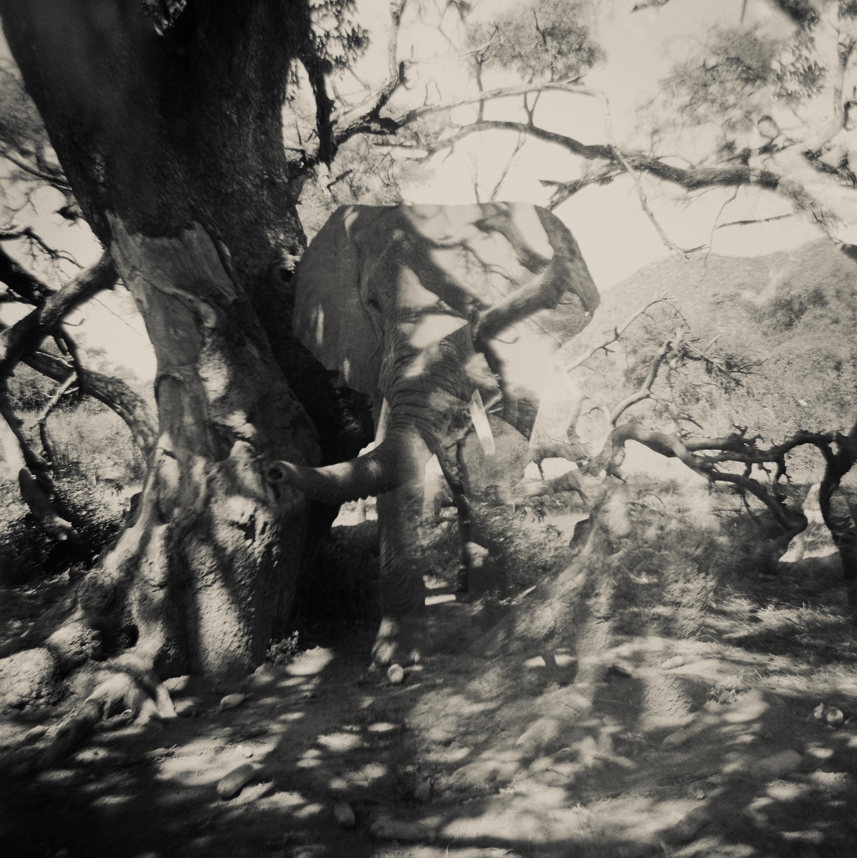 This  young elephant was photographed by Nicol Ragland as she was documenting wildlife in Tanzania during a walking safari. The black and white photograph interestingly captures multiple exposures of the trunk of the elephant amongst tree branches