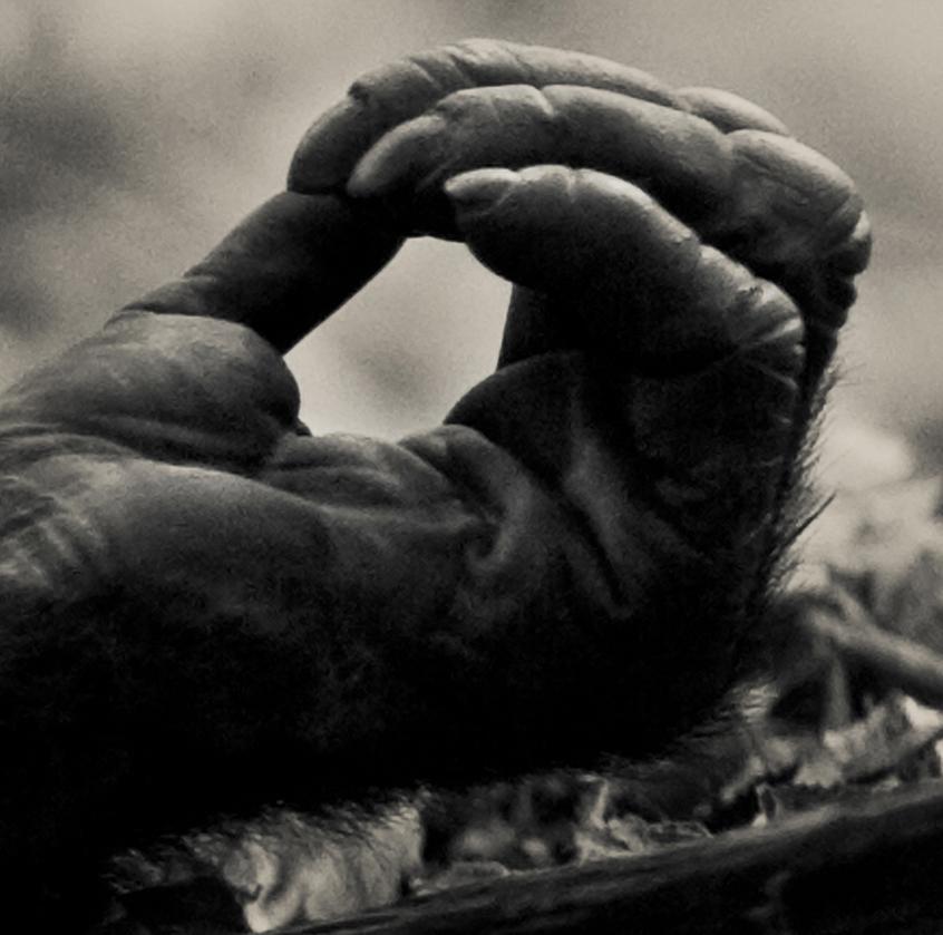 This black and white archival giclee photographic print by Nicol Ragland features a close up view of the hand of a chimpanzee from the Mahale National Park in western Tanzania.  The hand is gently closed thumb touching the forefinger set against the