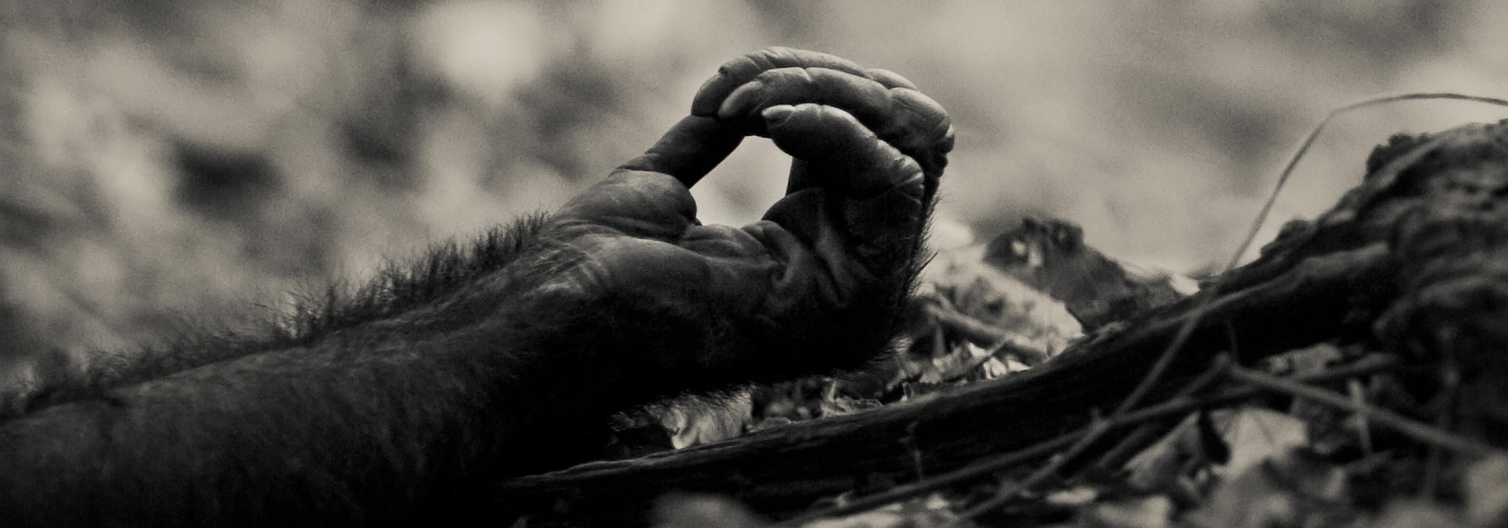 'MAHALE CHIMP, ' Black and White Archival Giclee Photograph by  Nicol Ragland. 1