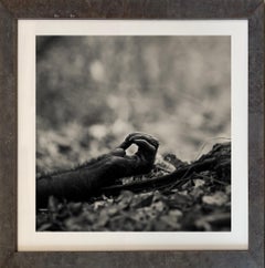'MAHALE CHIMP,' Black and White Archival Giclee Photograph by  Nicol Ragland.