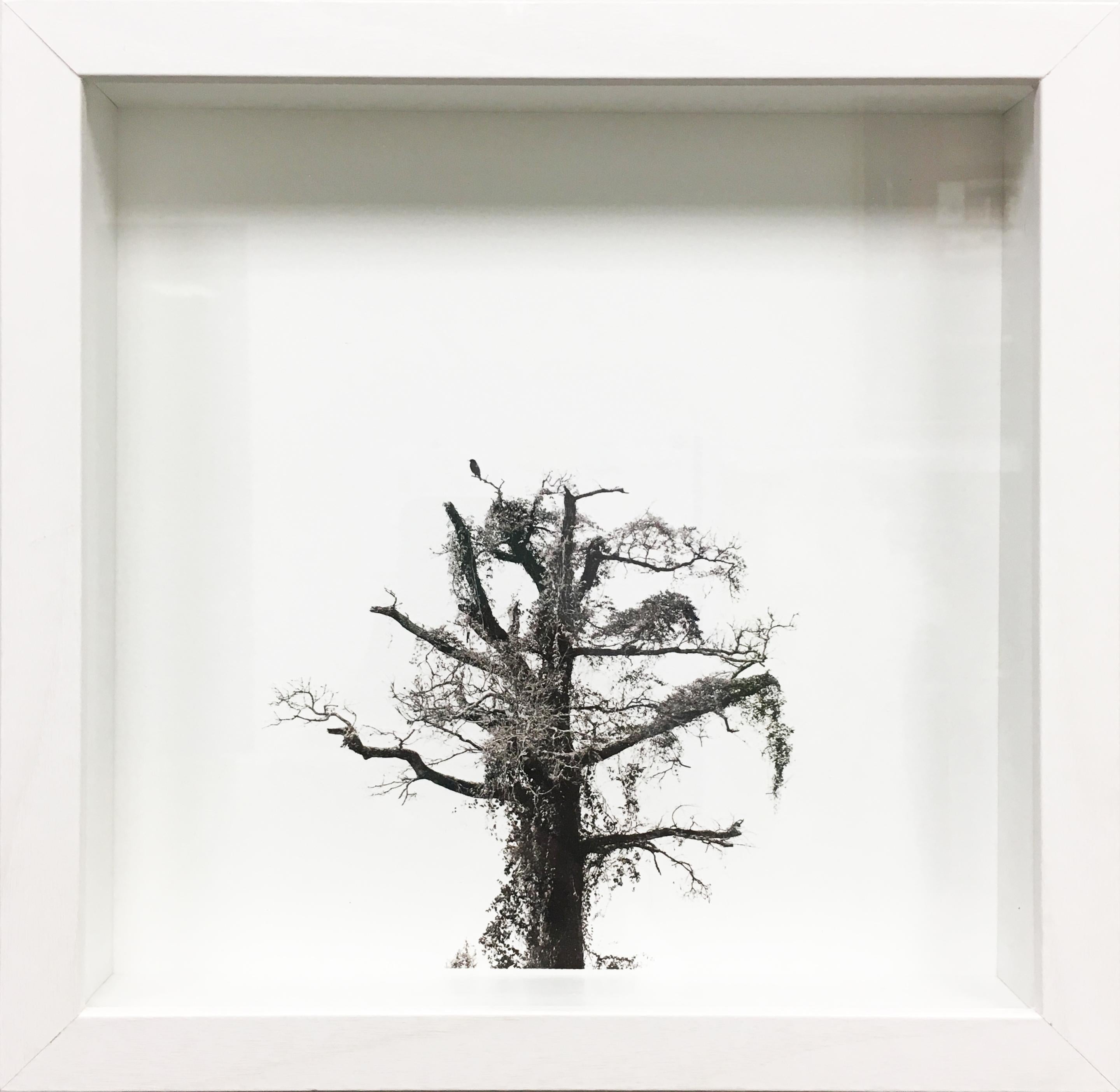 Tommy Crow Landscape Photograph - Spartan Tree