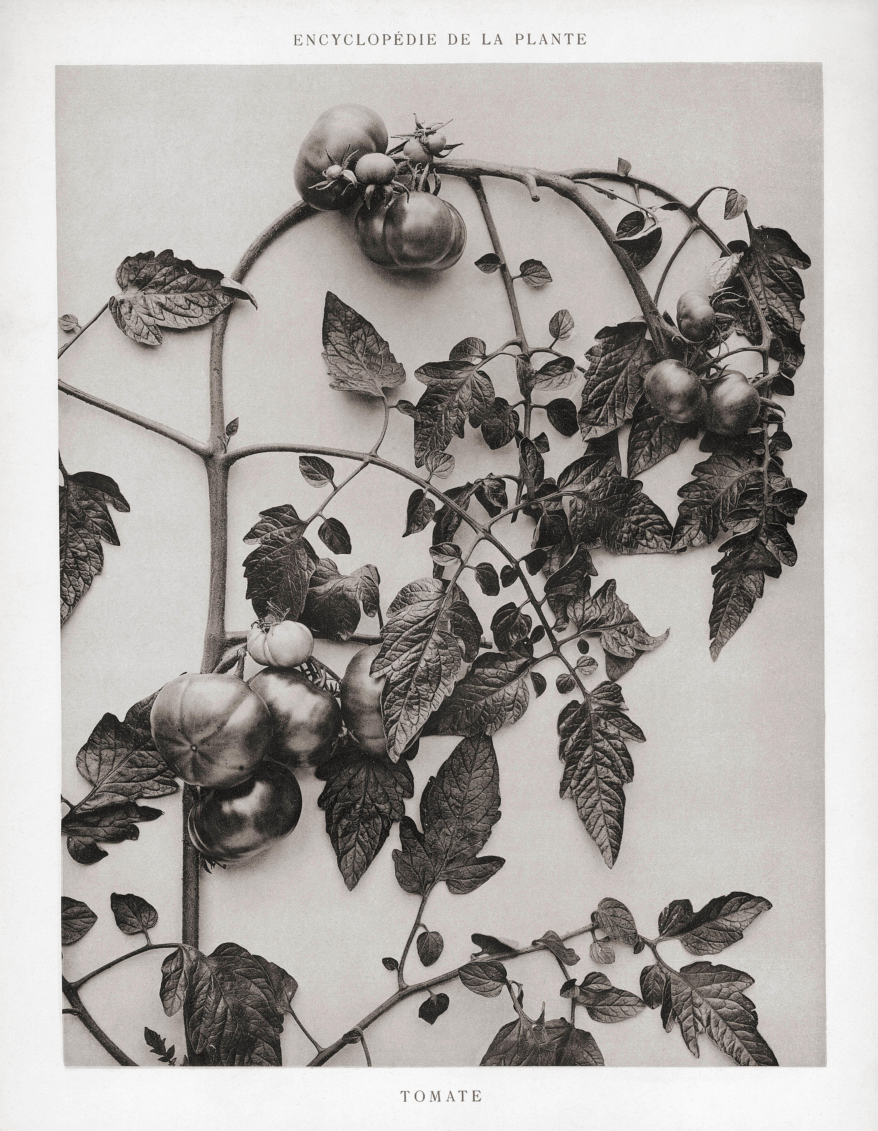 Plaszewski Still-Life Print -  Encyclopédie de la Plante - Tomate