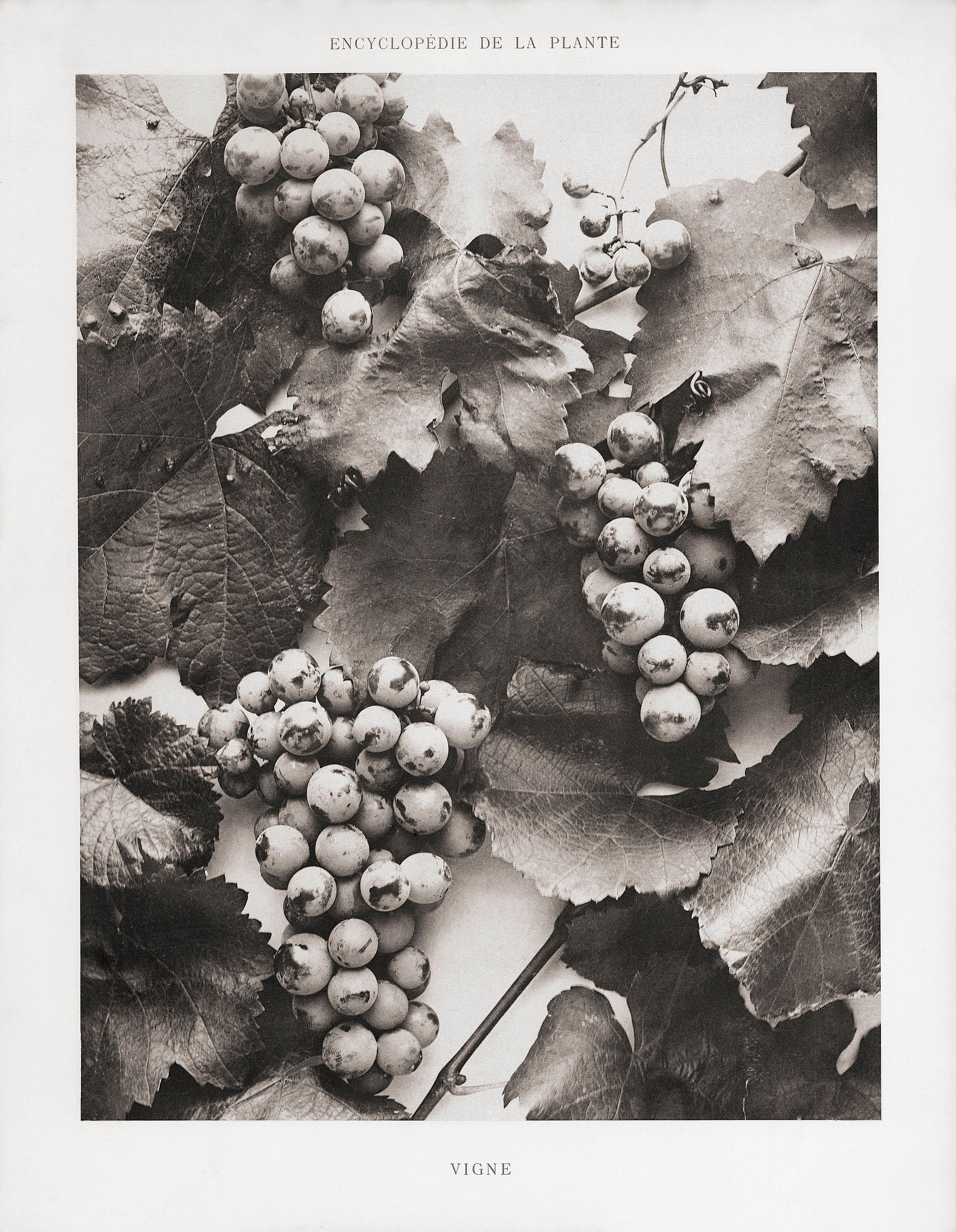 Plaszewski Still-Life Print -  Encyclopédie de la Plante - Vigne