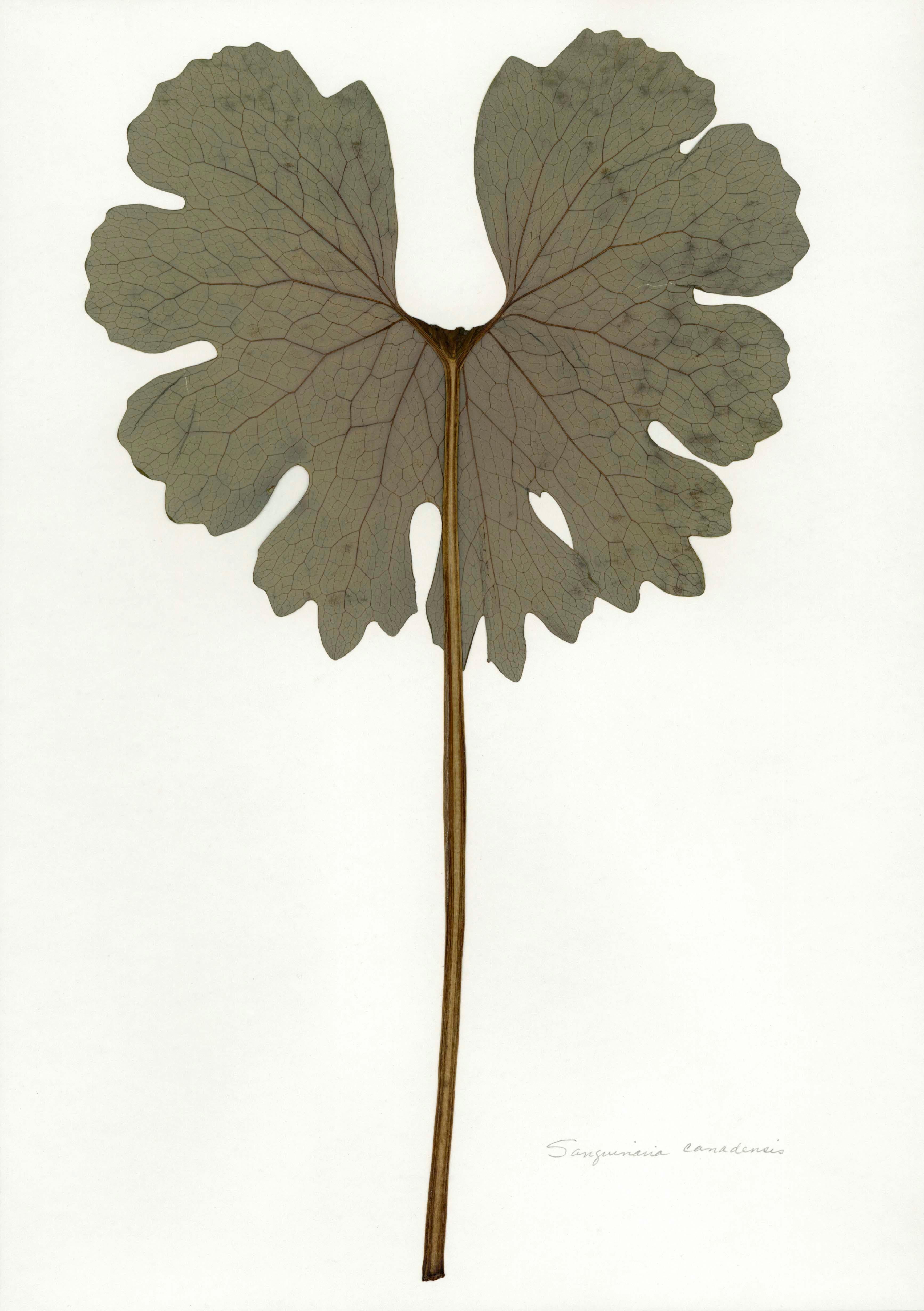 Heather Sandifer Figurative Print - Pressed Botanical Specimen
