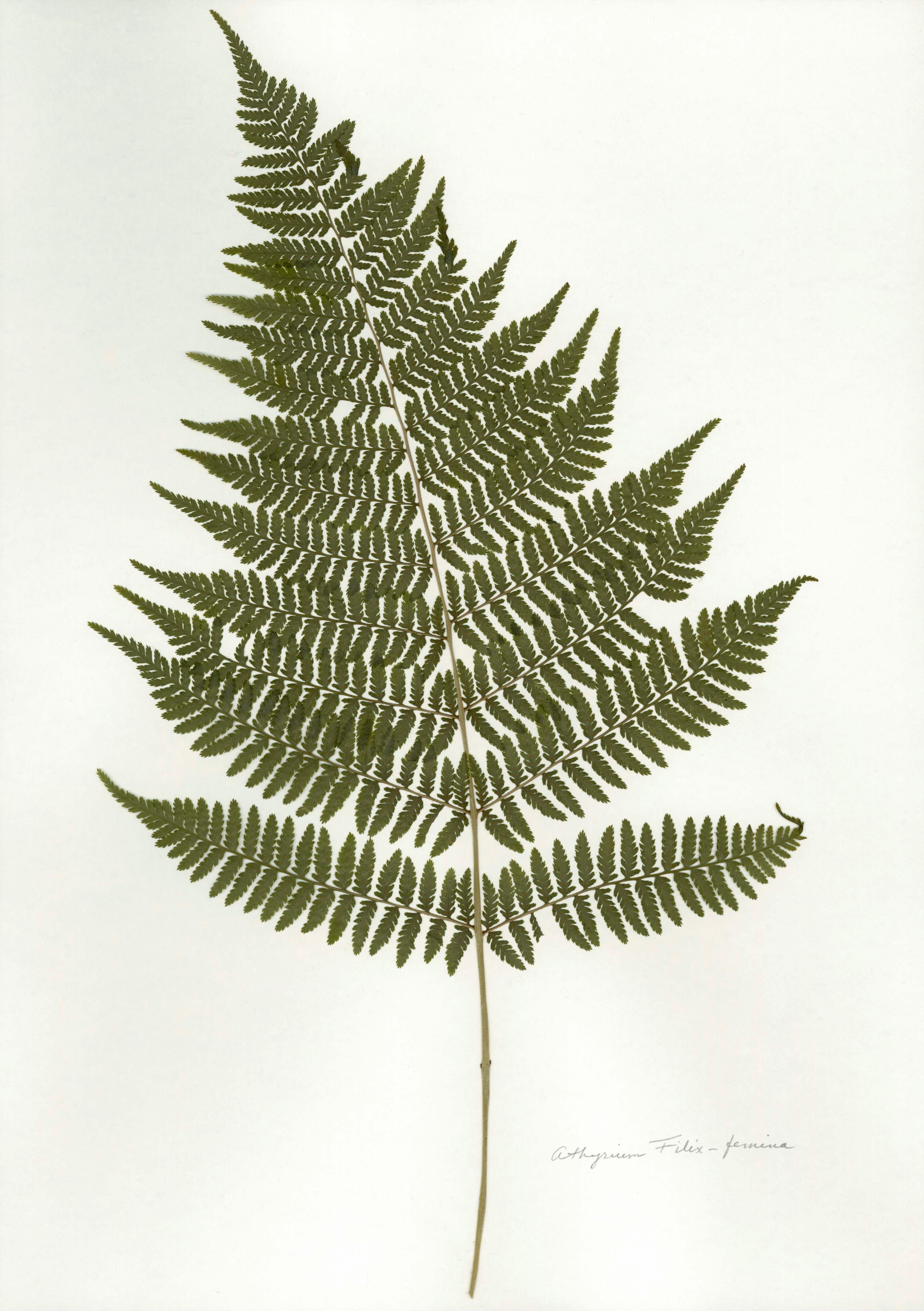 Heather Sandifer Figurative Print - Pressed Botanical Specimen