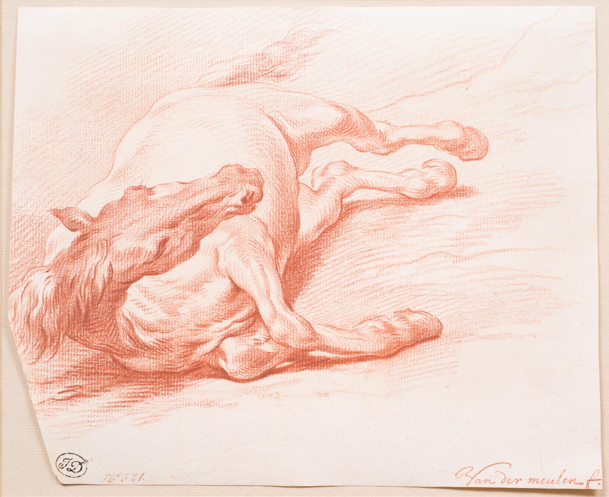 Estudio de un caballo tumbado sobre su lado derecho visto de frente - Art Antiguos maestros de Adam Frans van der Meulen