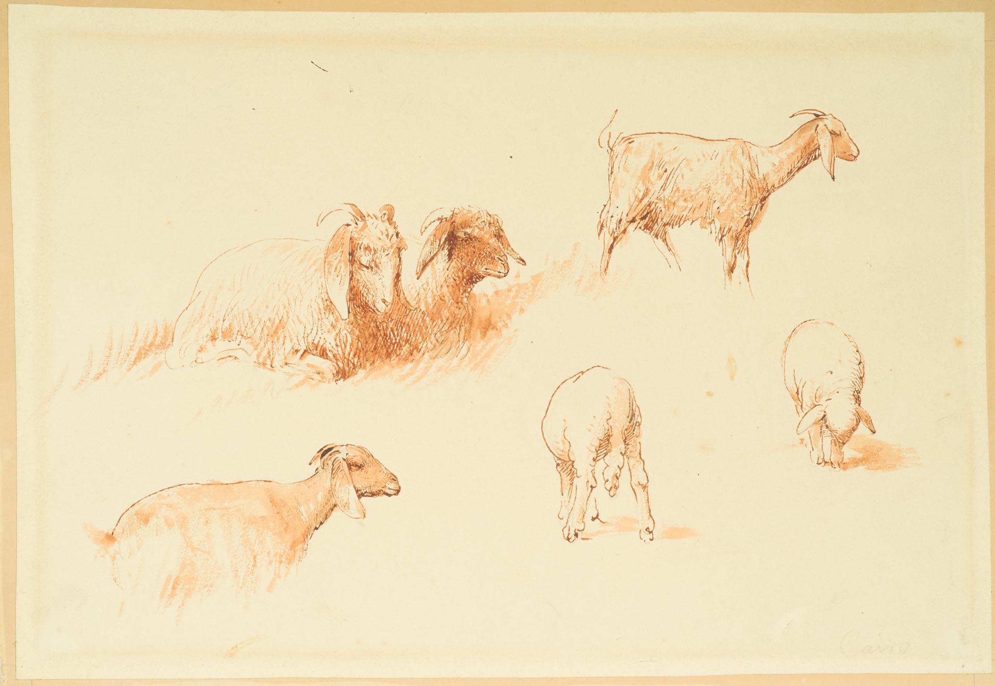 Studien von Ziegen und Schafen, Kairo (um 1871) (Orange), Animal Art, von Egron Sellif Lundgren