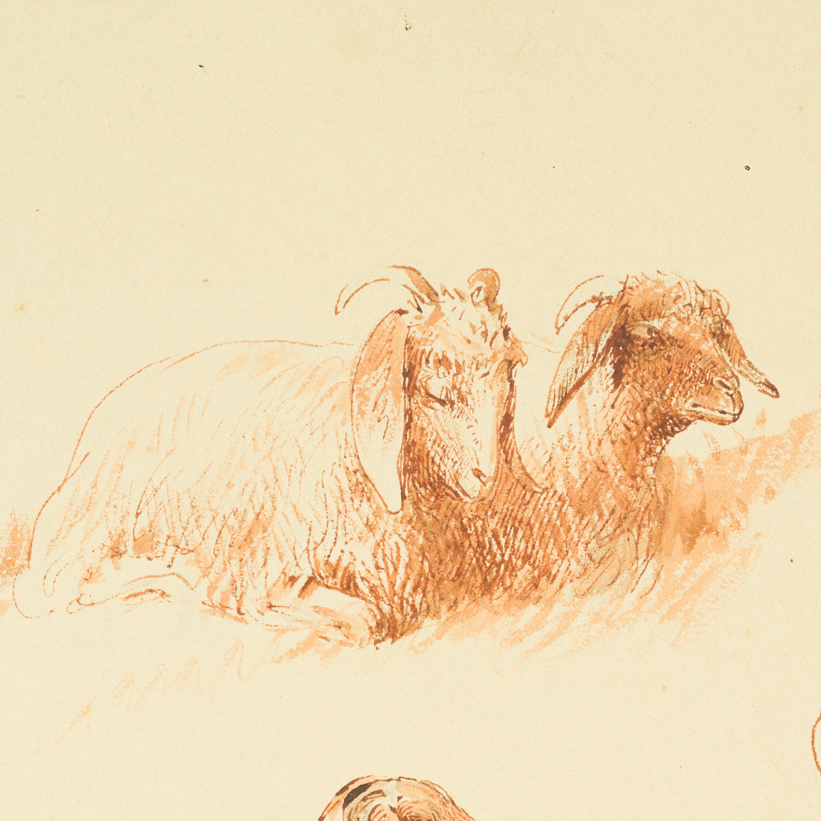 Studien von Ziegen und Schafen, Kairo (um 1871) im Angebot 5