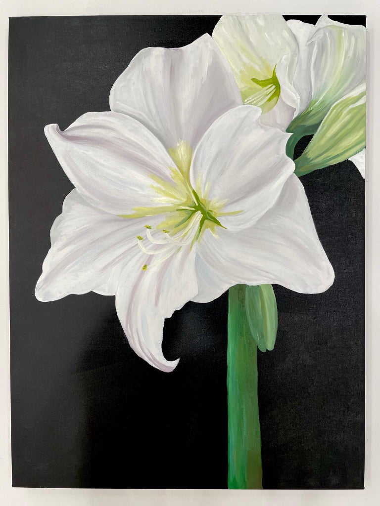 Amaryllis, Occasionally Referred to as 