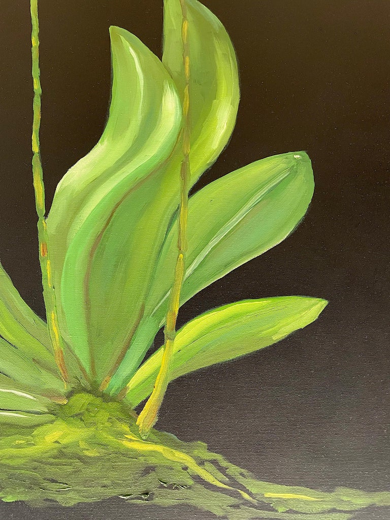A recent addition to his flower series begun in 2020. Orchids standing on tall stems over green leaves boldly set against a black background. Oil on canvas painted by American realist Ken Miller. Suitable for display in a home interior, recreation