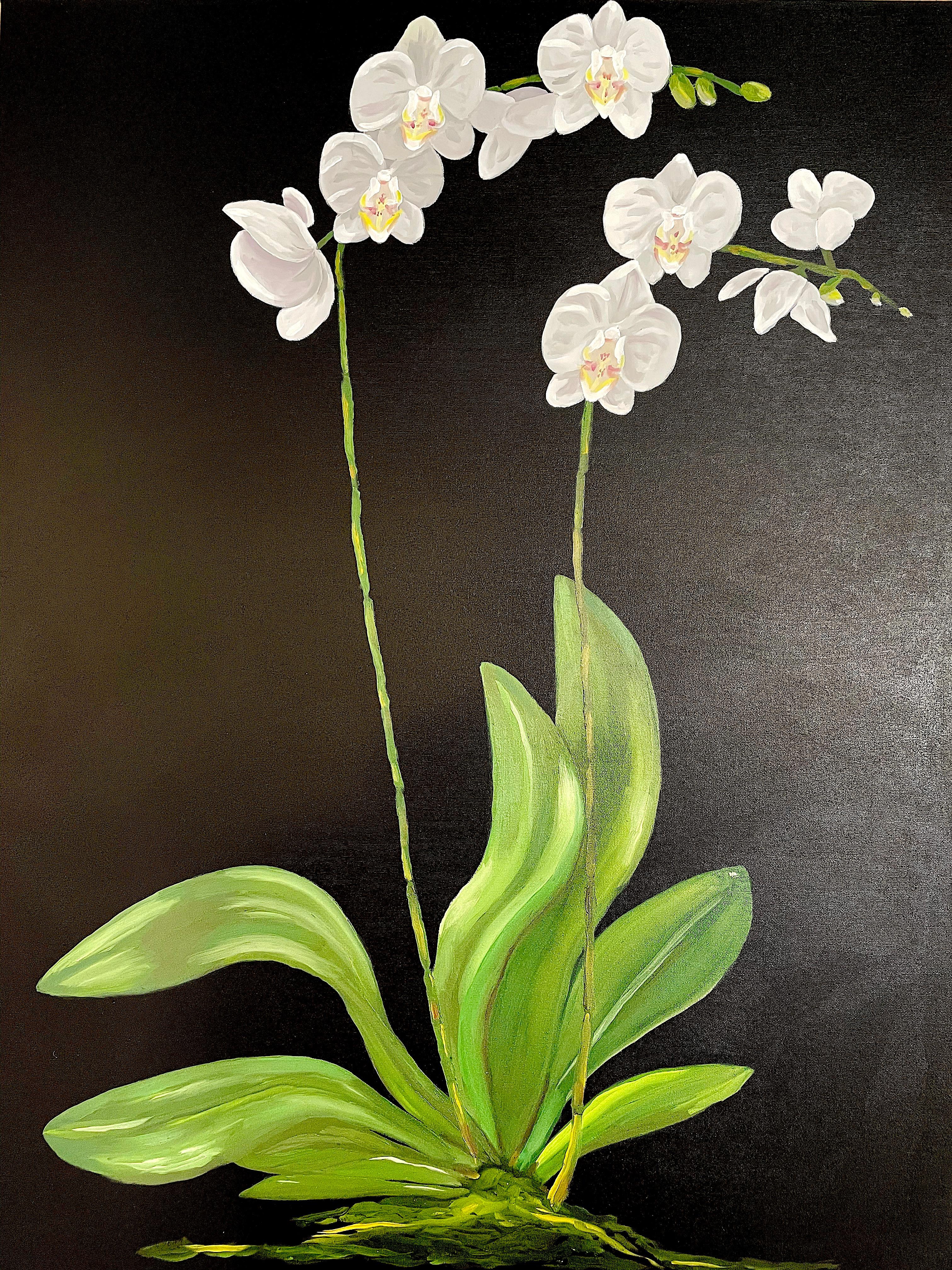 A recent addition to his flower series begun in 2020. Orchids standing on tall stems over green leaves boldly set against a black background. Oil on canvas painted by American realist Ken Miller. Suitable for display in a home interior, recreation