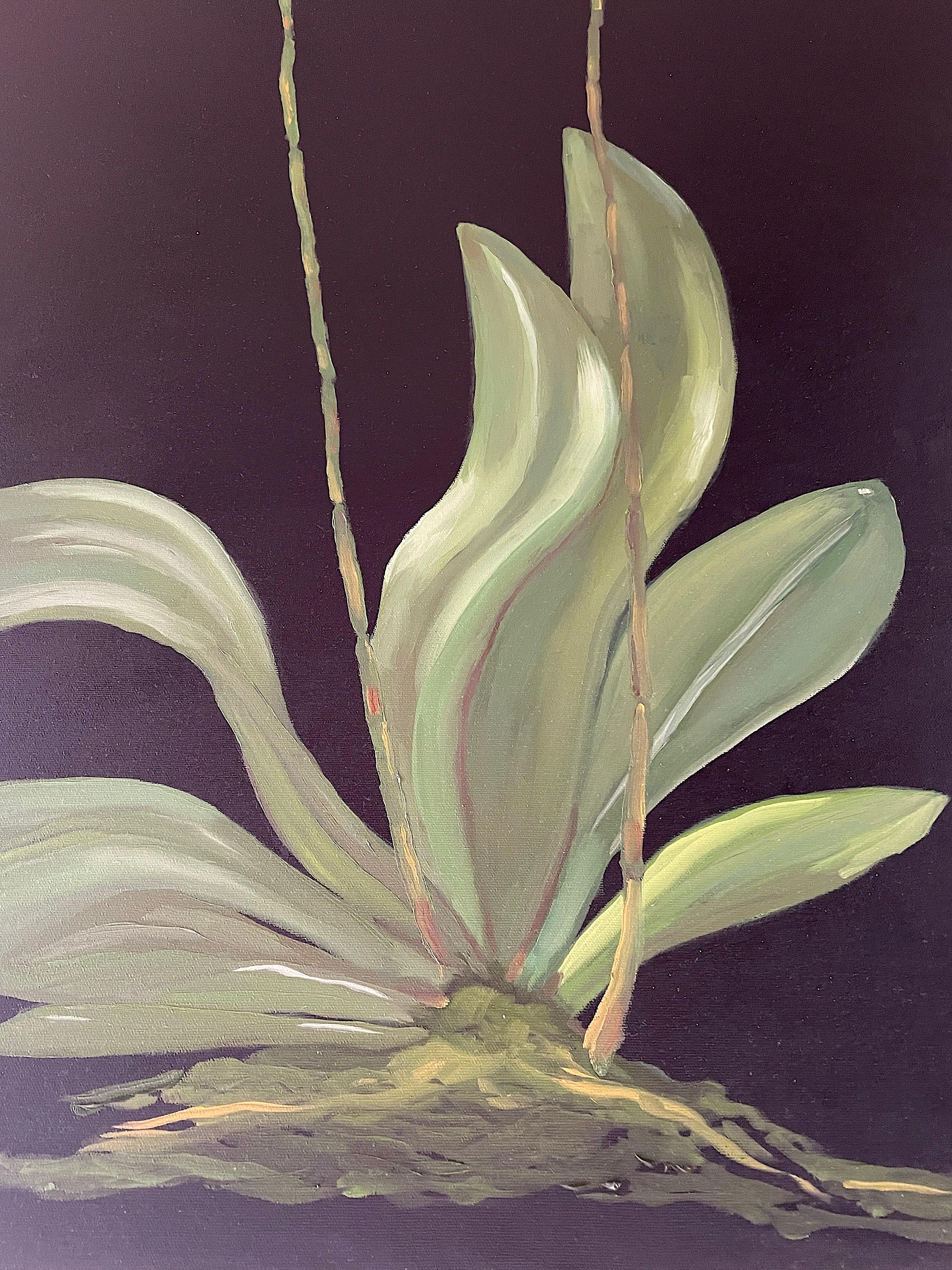 White Petals Standing on Tall Stems over Green Leaves. Title - Orchids For Sale 1