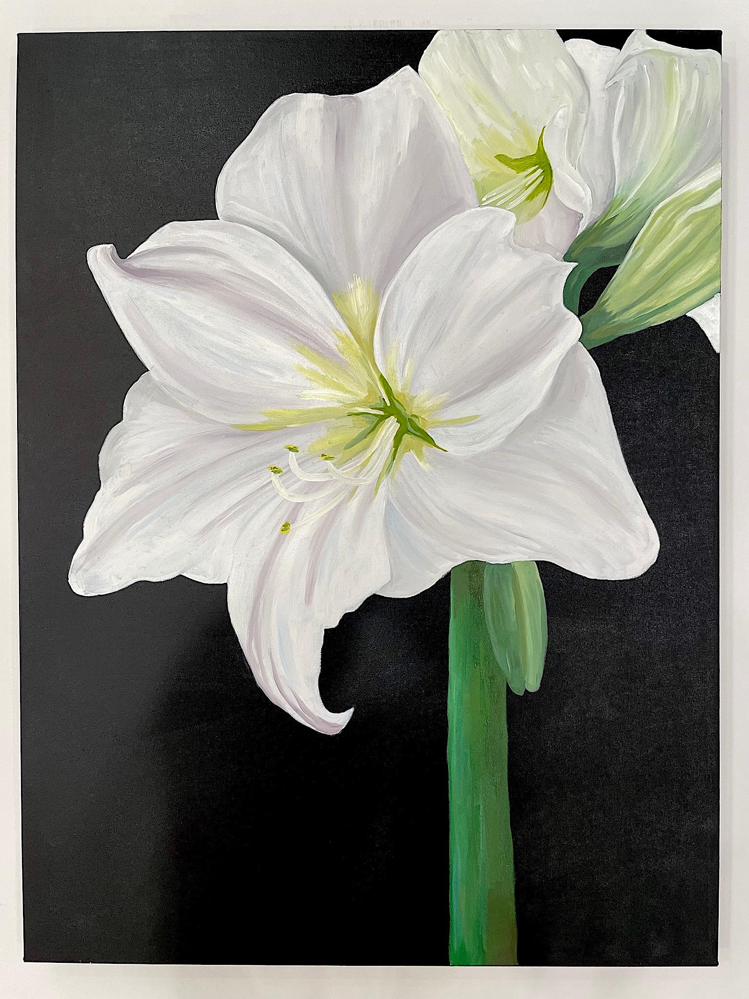 From the artist's recent flower series. Amaryllis with large petals reminiscent of Georgia O'Keefe standing on a straight green stem boldly set against a black background. Oil on canvas painted by American realist Ken Miller. Suitable for display in