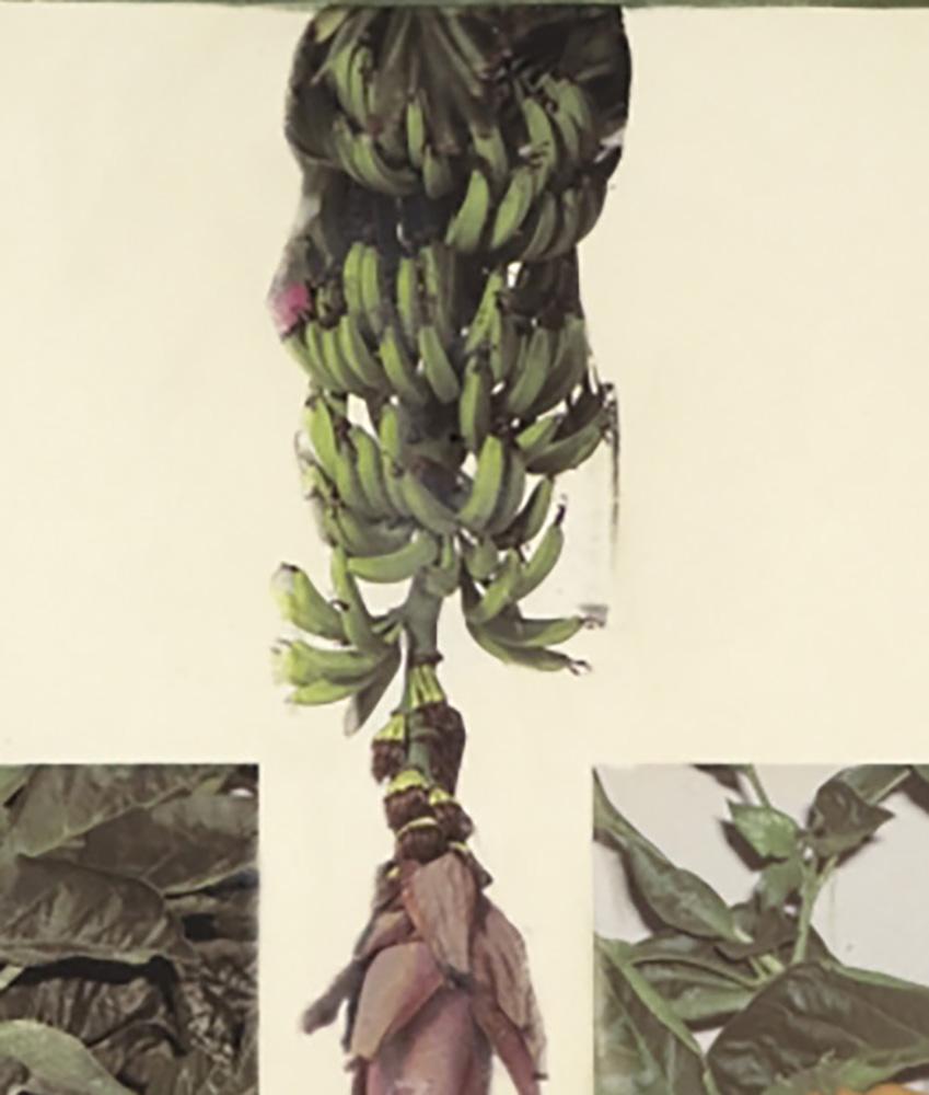 Vitamine (RR207.083) - Contemporain Art par Robert Rauschenberg