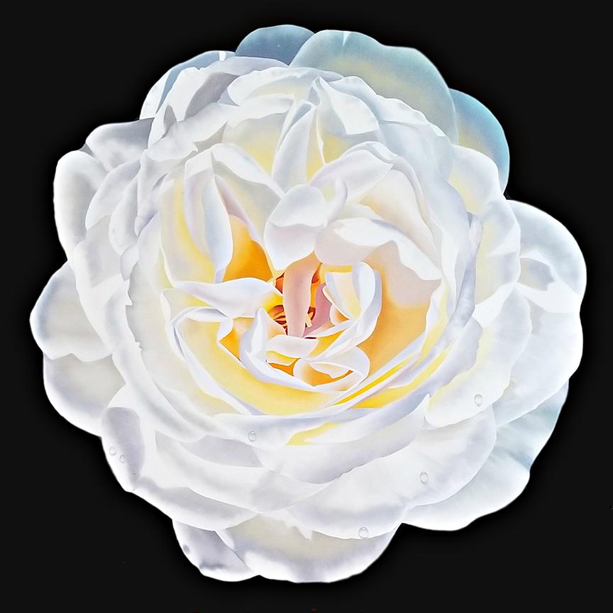 Cette rose blanche hyperréaliste de l'artiste Ora Sorensen est une peinture à l'huile originale sur toile de 36x36.  Le portrait d'une rose blanche épanouie, avec des accents jaunes et orange brillants au centre de la fleur et des gouttelettes d'eau