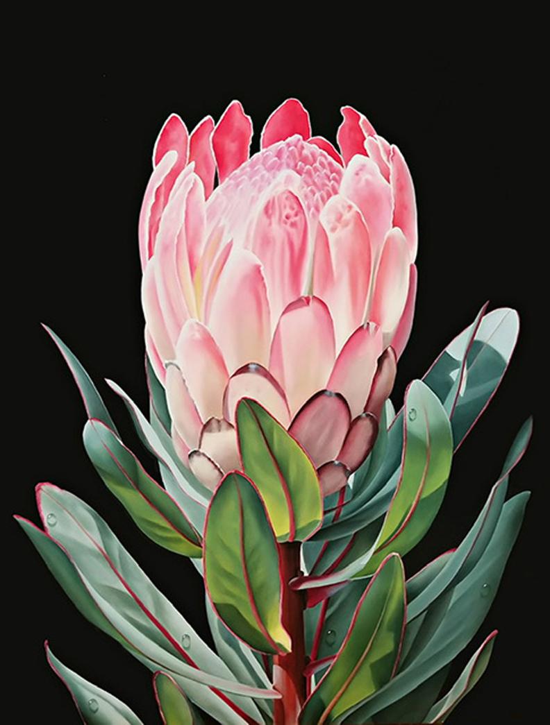 Ora Sorensen, "Protea I", Photorealistic Flower Painting on Canvas