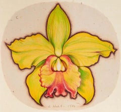 Green Orchid, Lowell Nesbitt - Drawing