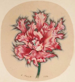 Parrot Tulip, Lowell Nesbitt - Drawing